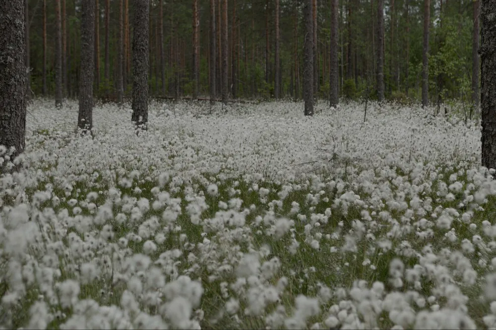 Tupasvilla kukkii mäntymetsän pohjalla.